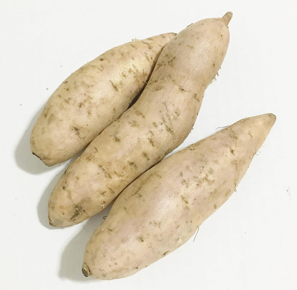 بطاطا بيضاء